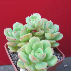 Sedeveria   Pudgy