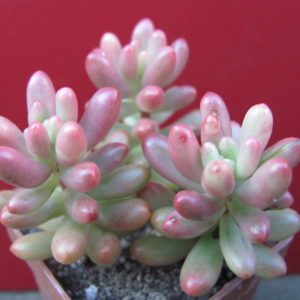 Sedum    Aurora