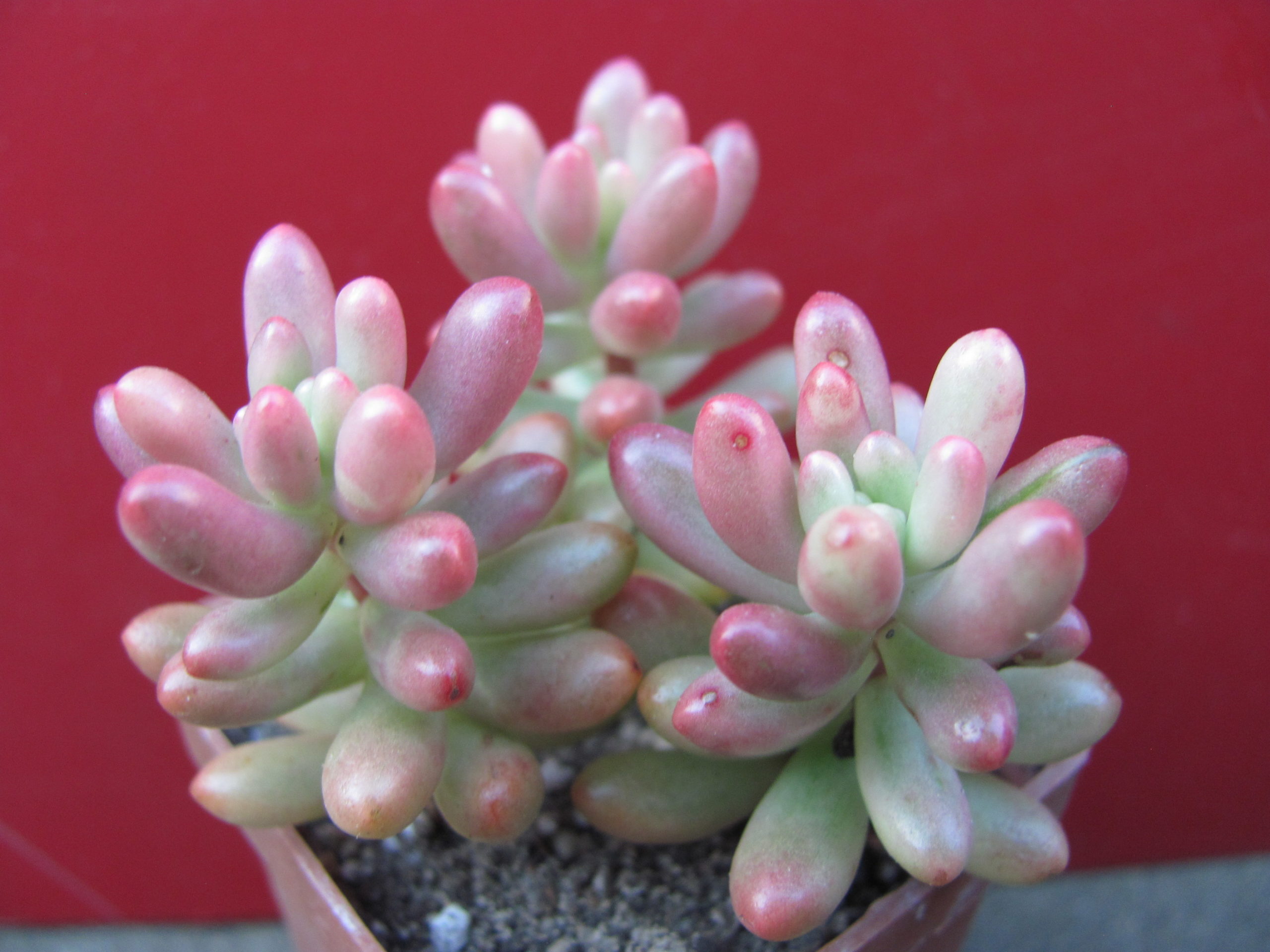 Sedum    Aurora