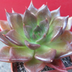 Echeveria    Alfred   Graf