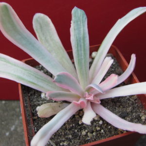 Echeveria    howeyi     variegata