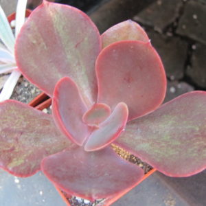Echeveria    Bimbo