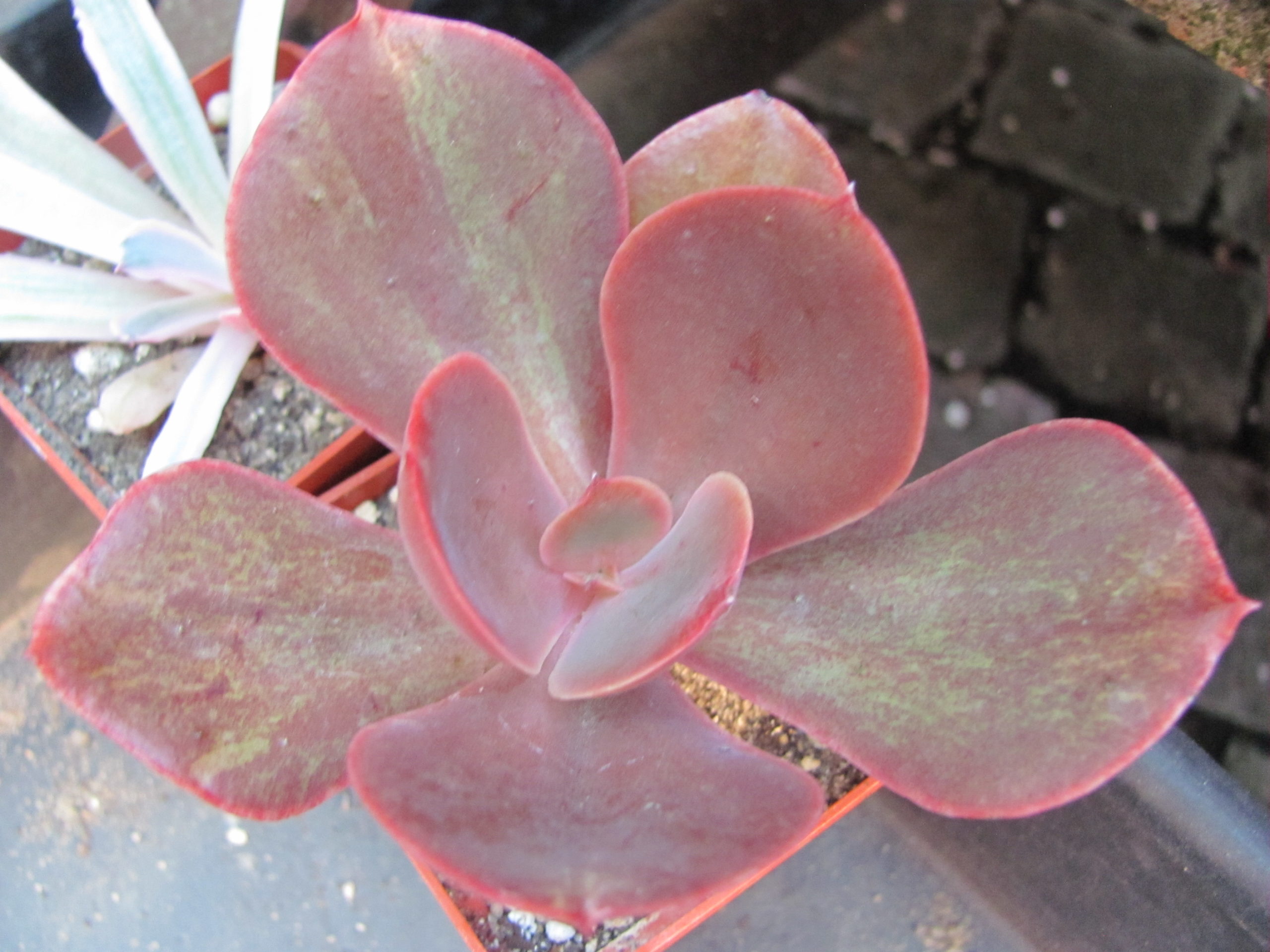 Echeveria    Bimbo