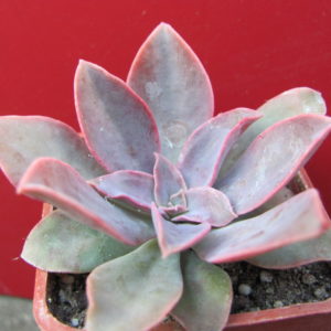 Echeveria     *Golden    Towers*