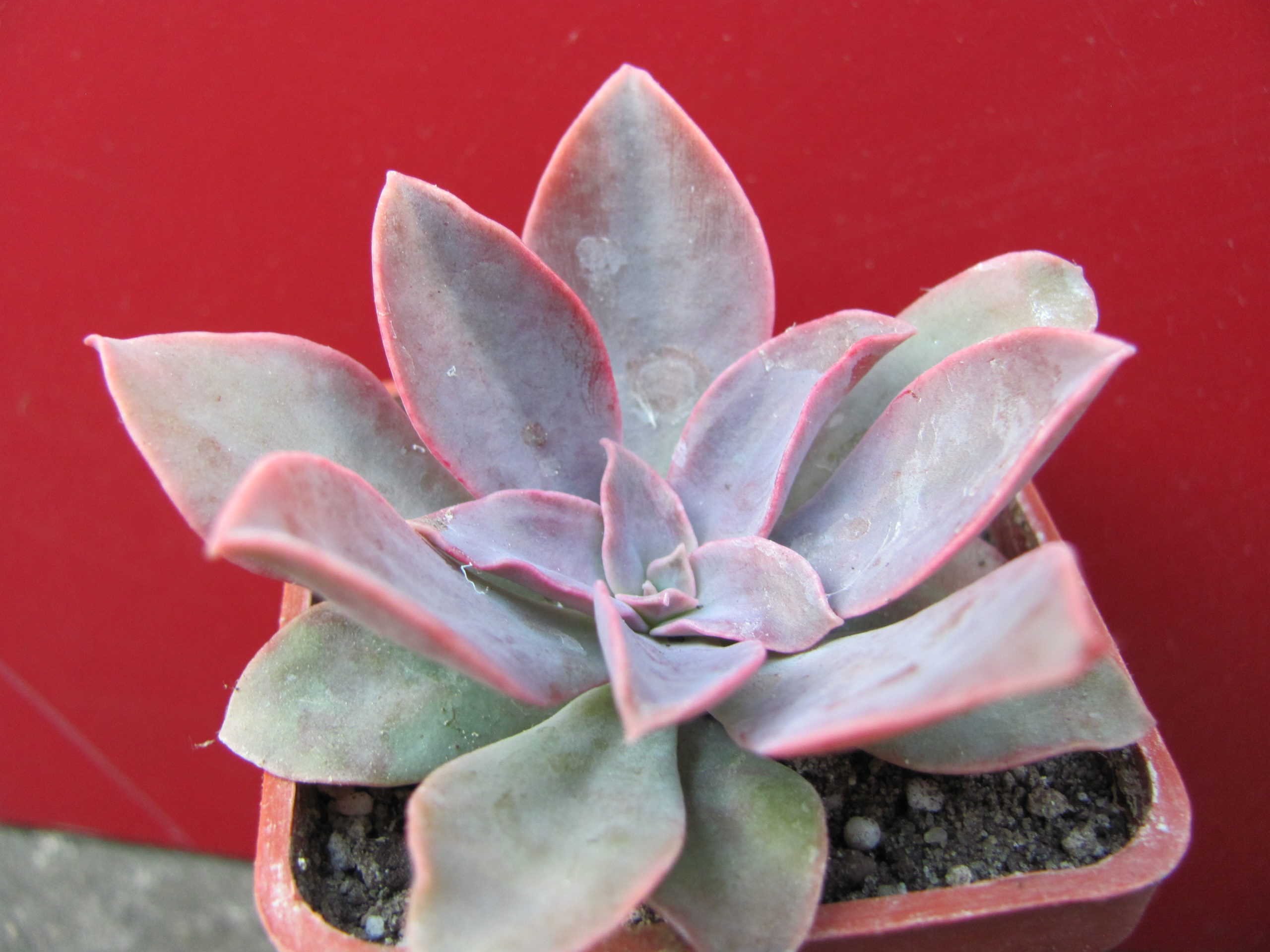 Echeveria     *Golden    Towers*