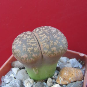 Lithops    lesliei   hornii