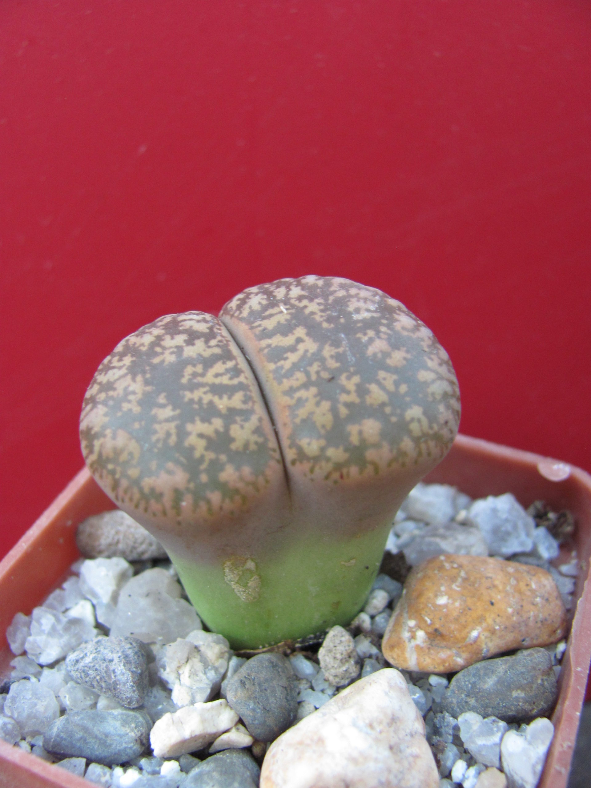 Lithops    lesliei   hornii