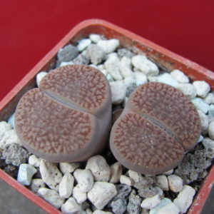 Lithops    turbiniformis