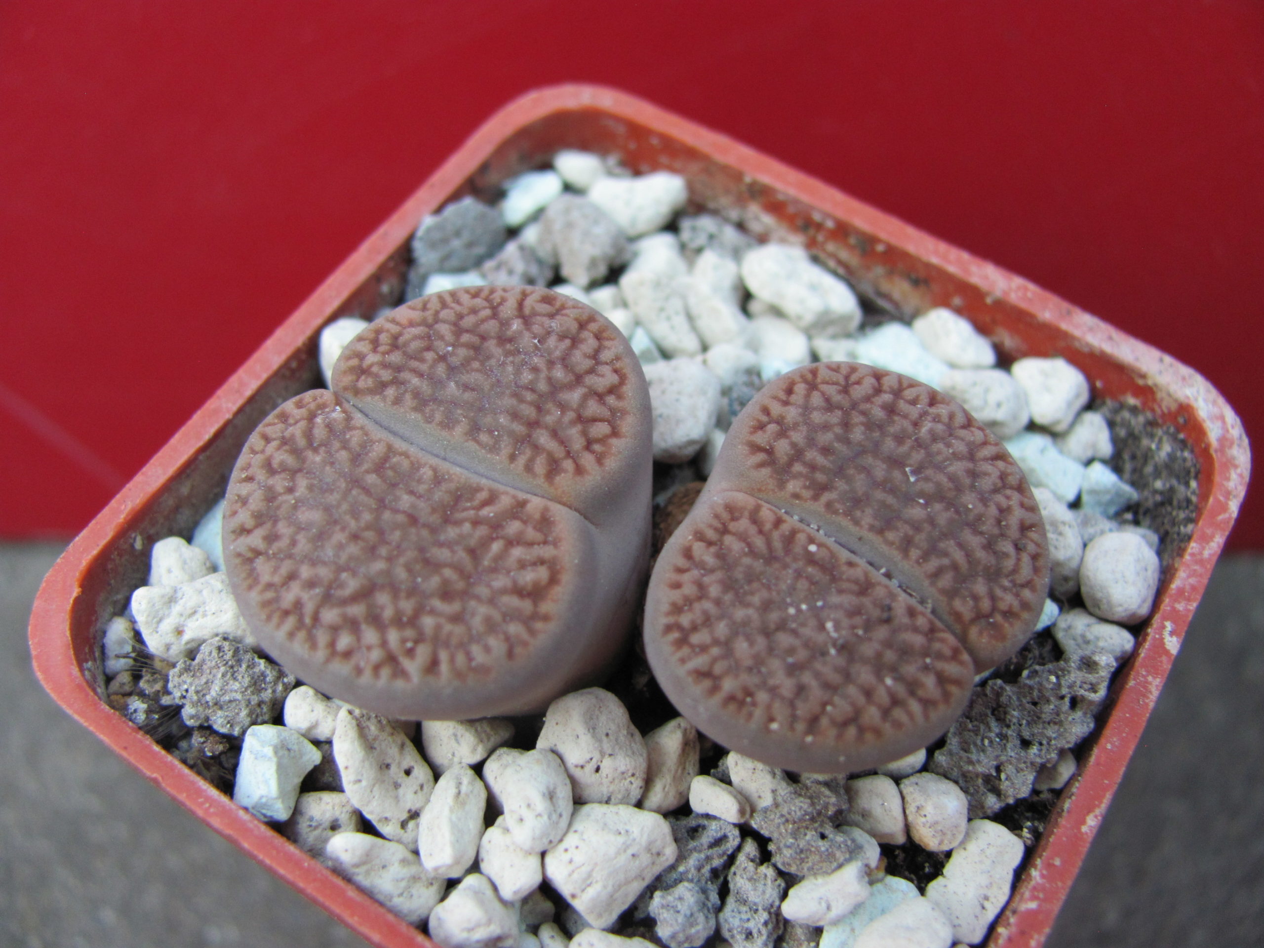 Lithops    turbiniformis