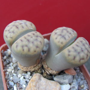 Lithops    schwantesii