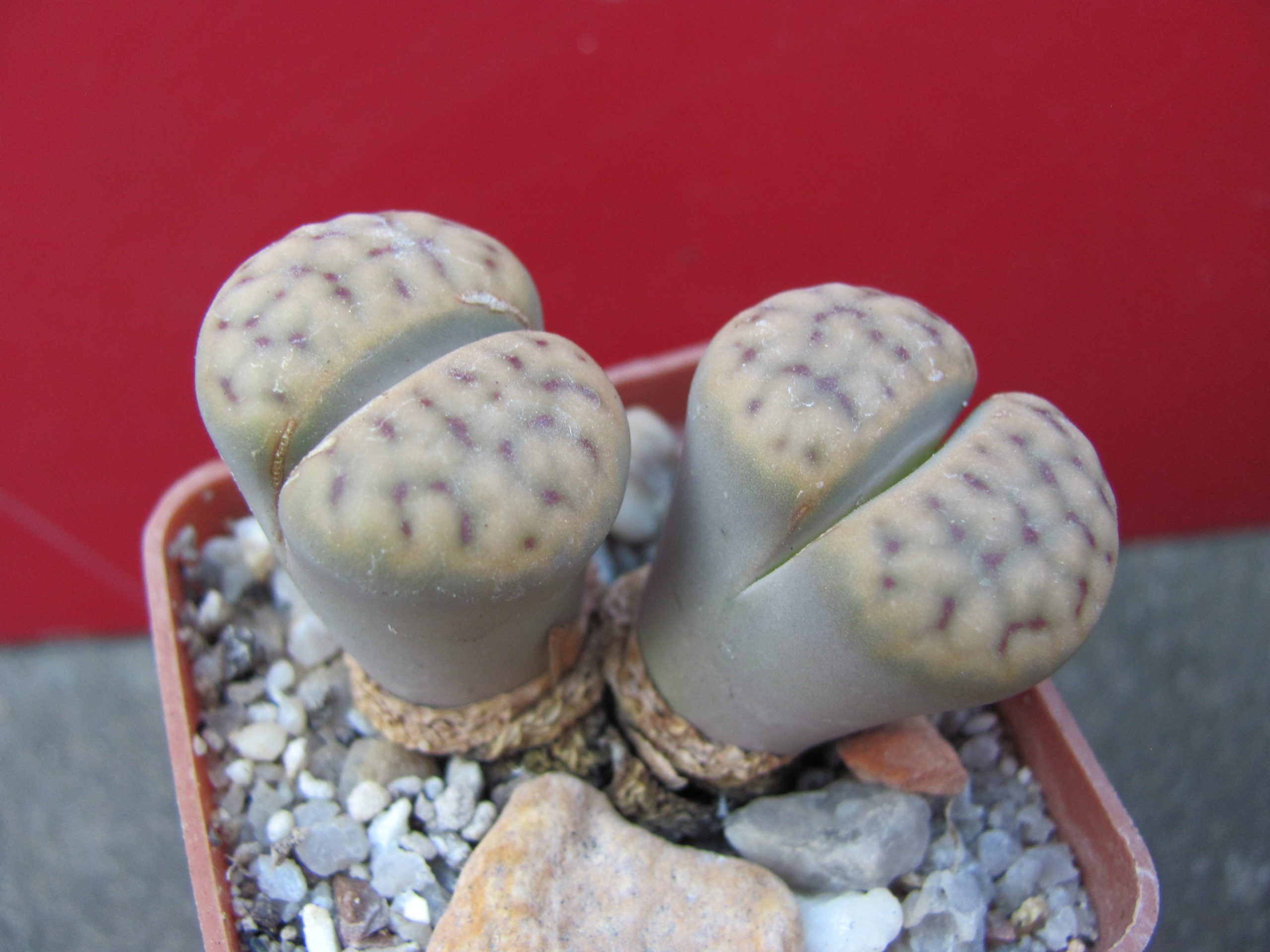 Lithops    schwantesii