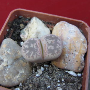 Lithops    gesinae