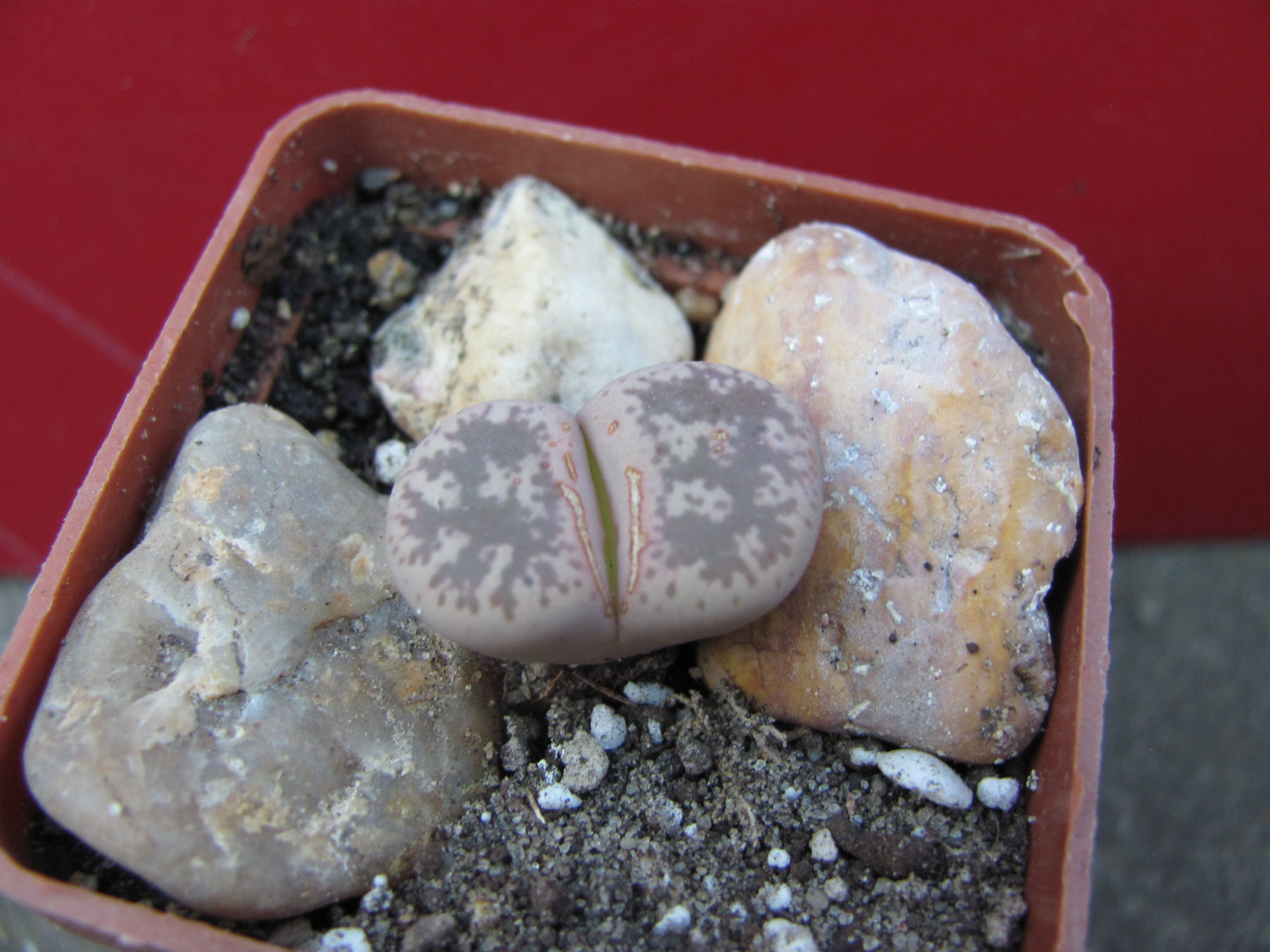Lithops    gesinae