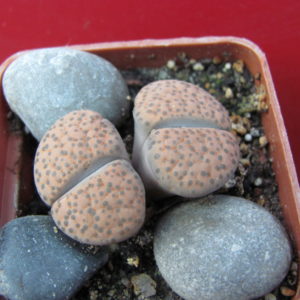 Kithops   fulviceps