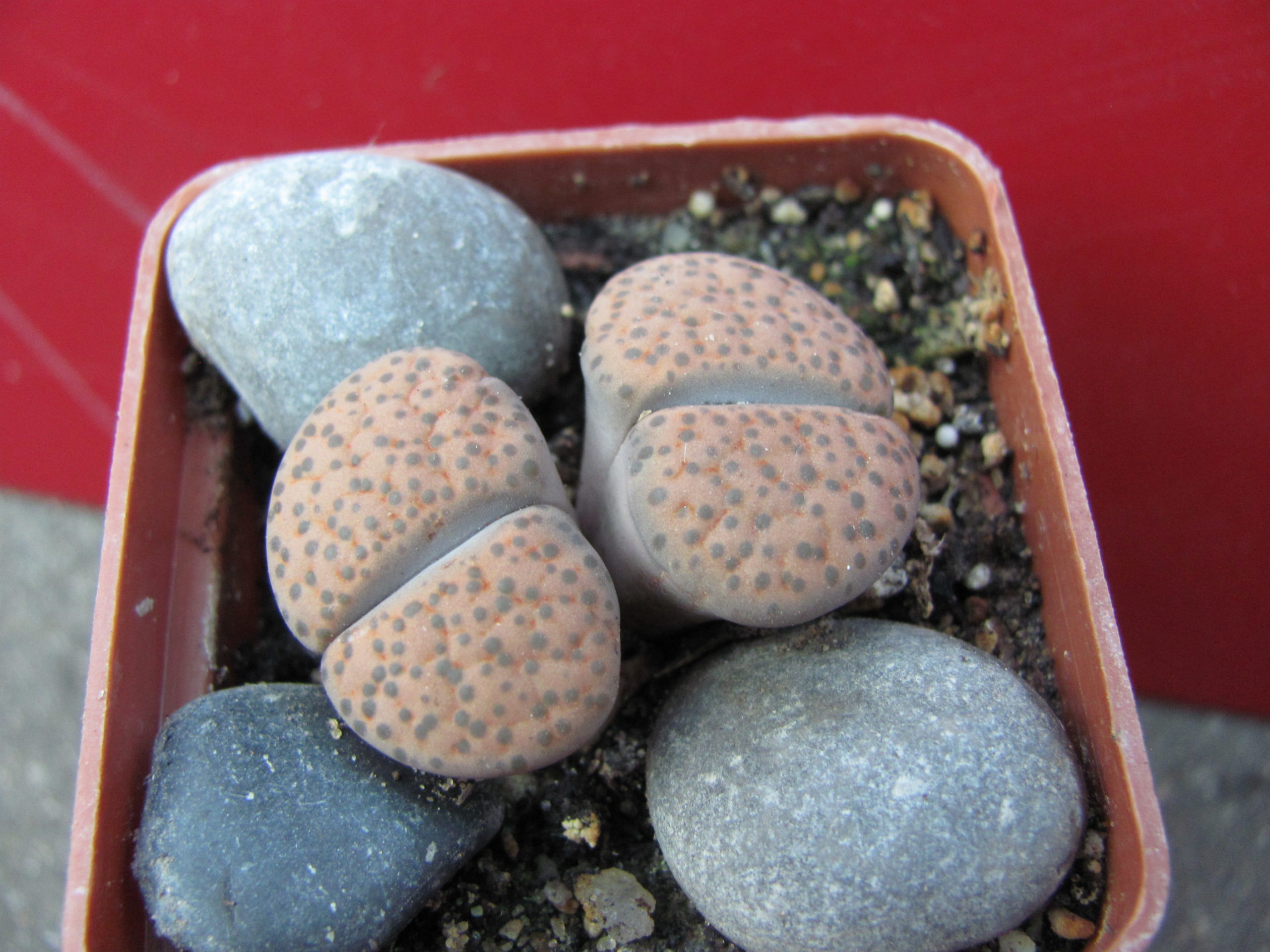 Kithops   fulviceps