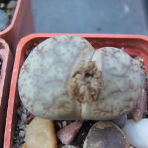 Lithops   pseudotruncatella   pulmonuncula