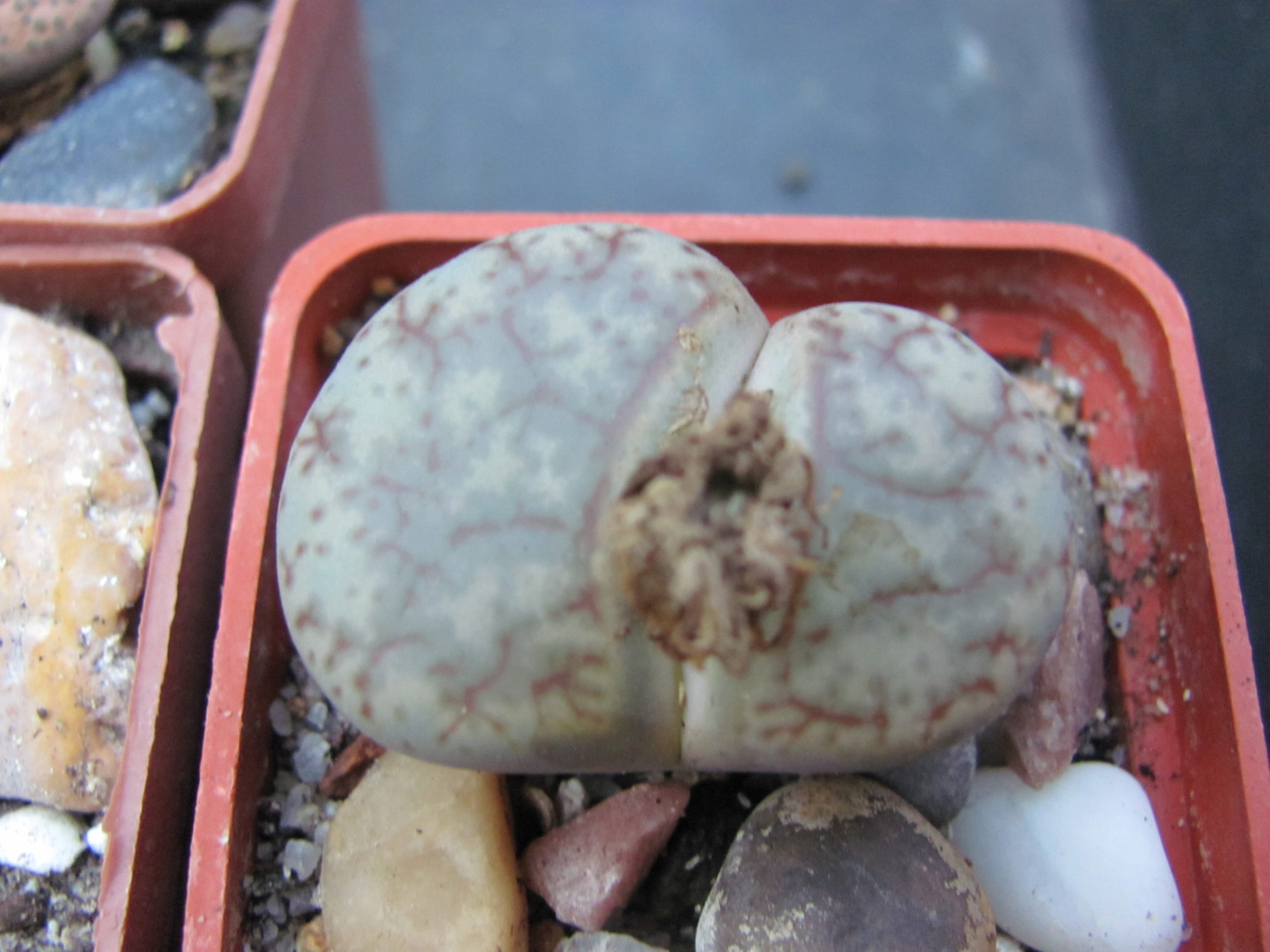 Lithops   pseudotruncatella   pulmonuncula