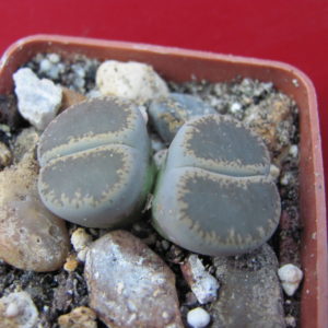 Lithops   lesliei    maraisii