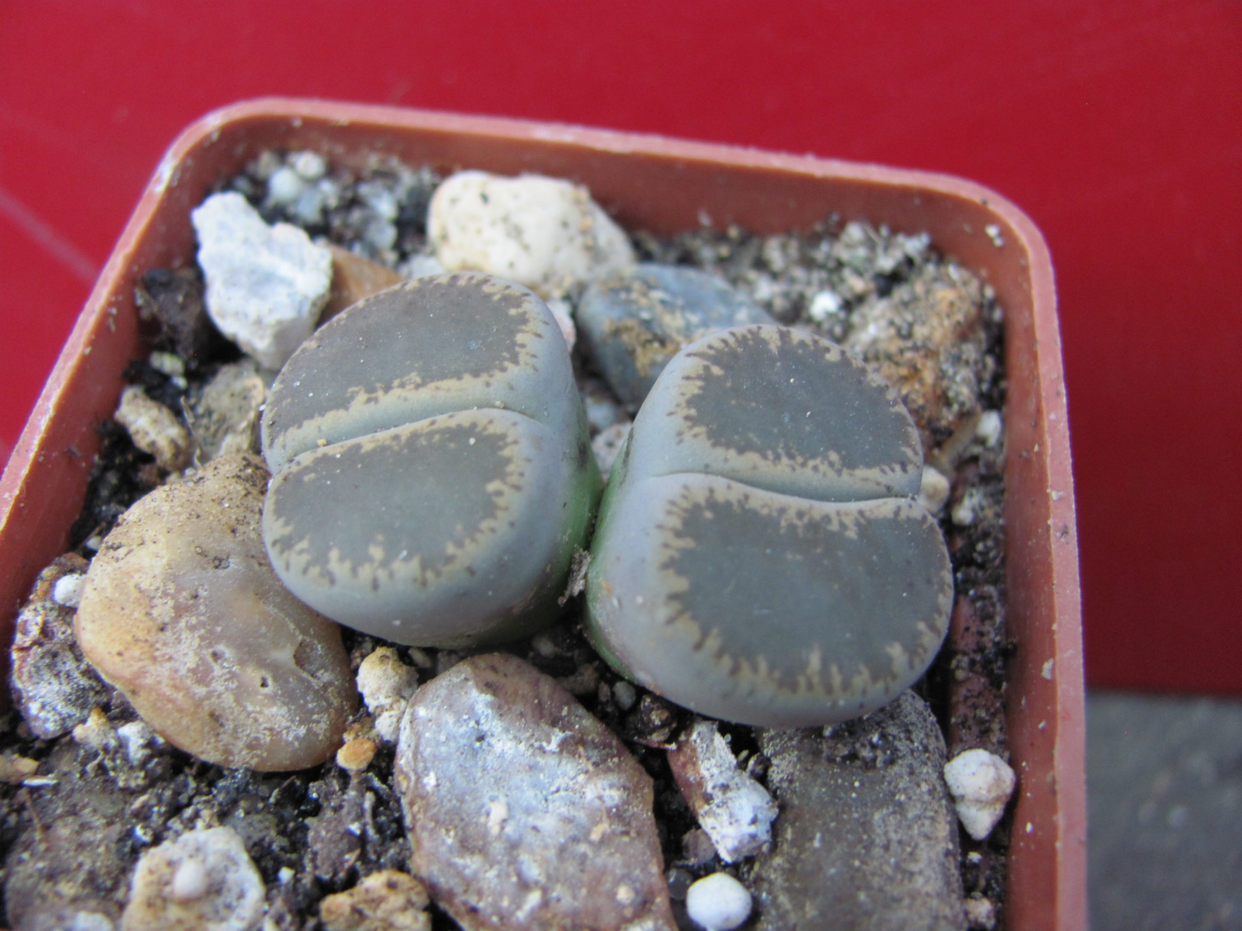 Lithops   lesliei    maraisii