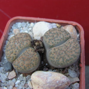 Lithops  fulviceps