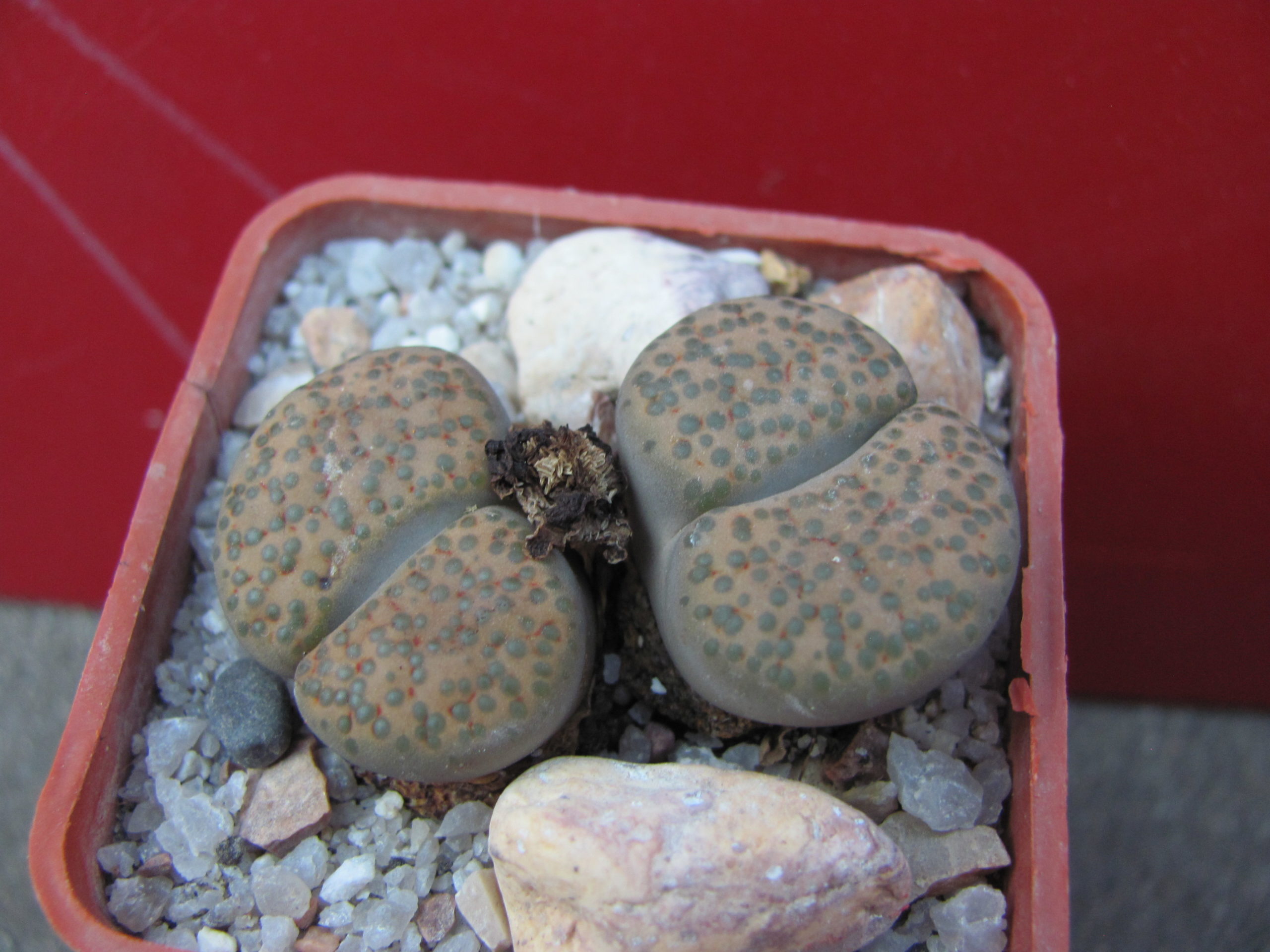 Lithops  fulviceps