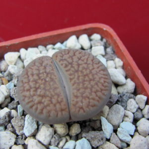 Lithops   turbiniformis