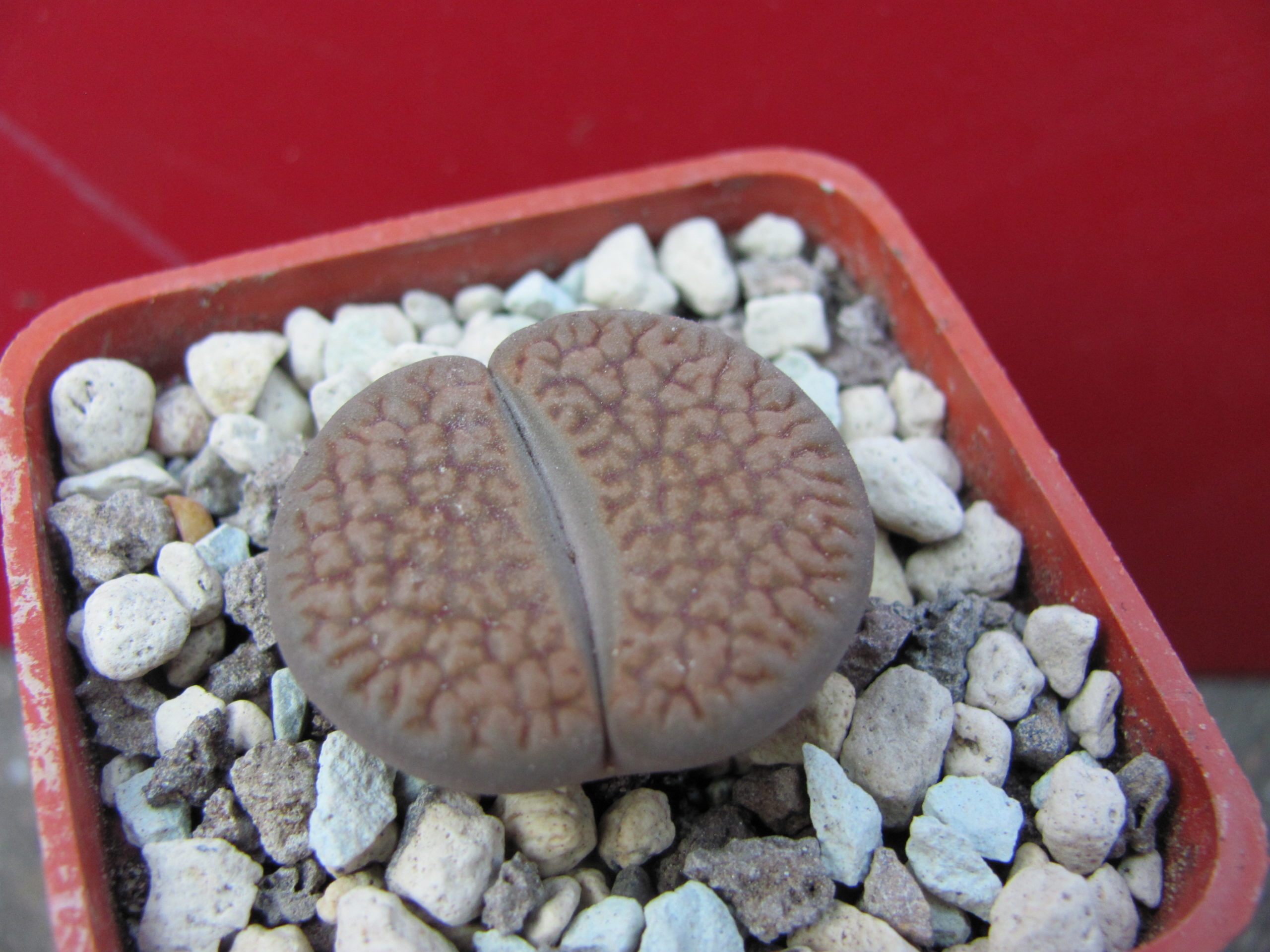 Lithops   turbiniformis