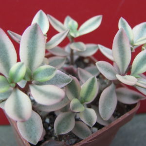 Crassula    volkensii   variegata