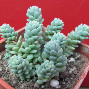 Sedum   dasyphyllum   *Major*