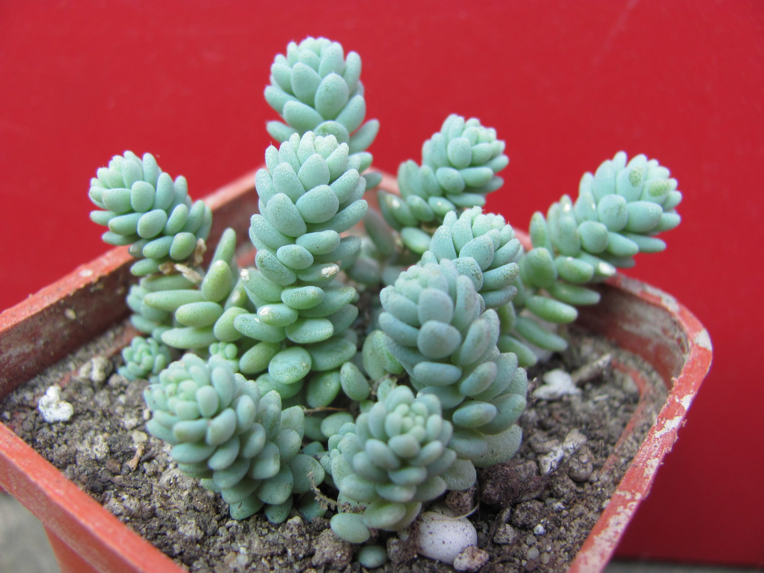 Sedum   dasyphyllum   *Major*