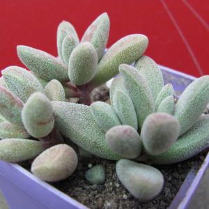 Crassula   namaguensis