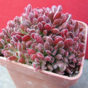 Crassula   pubescens