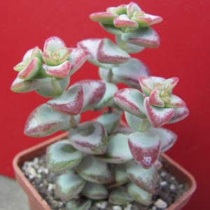 Crassula   perforata   *Aiboshi*