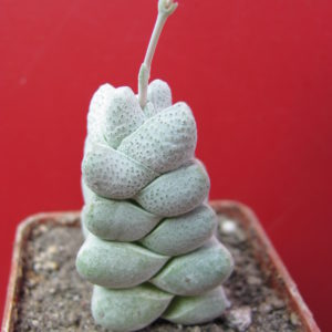Crassula    deceptor    forma 2     ( можливо гібрид )