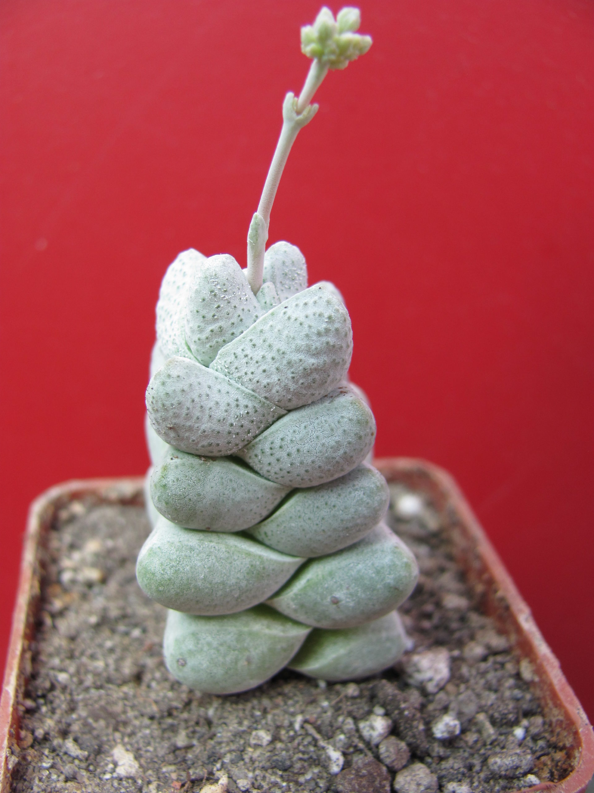 Crassula    deceptor    forma 2     ( можливо гібрид )