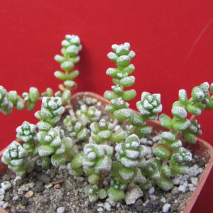 Crassula   coralina