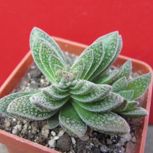 Crassula    Frosty