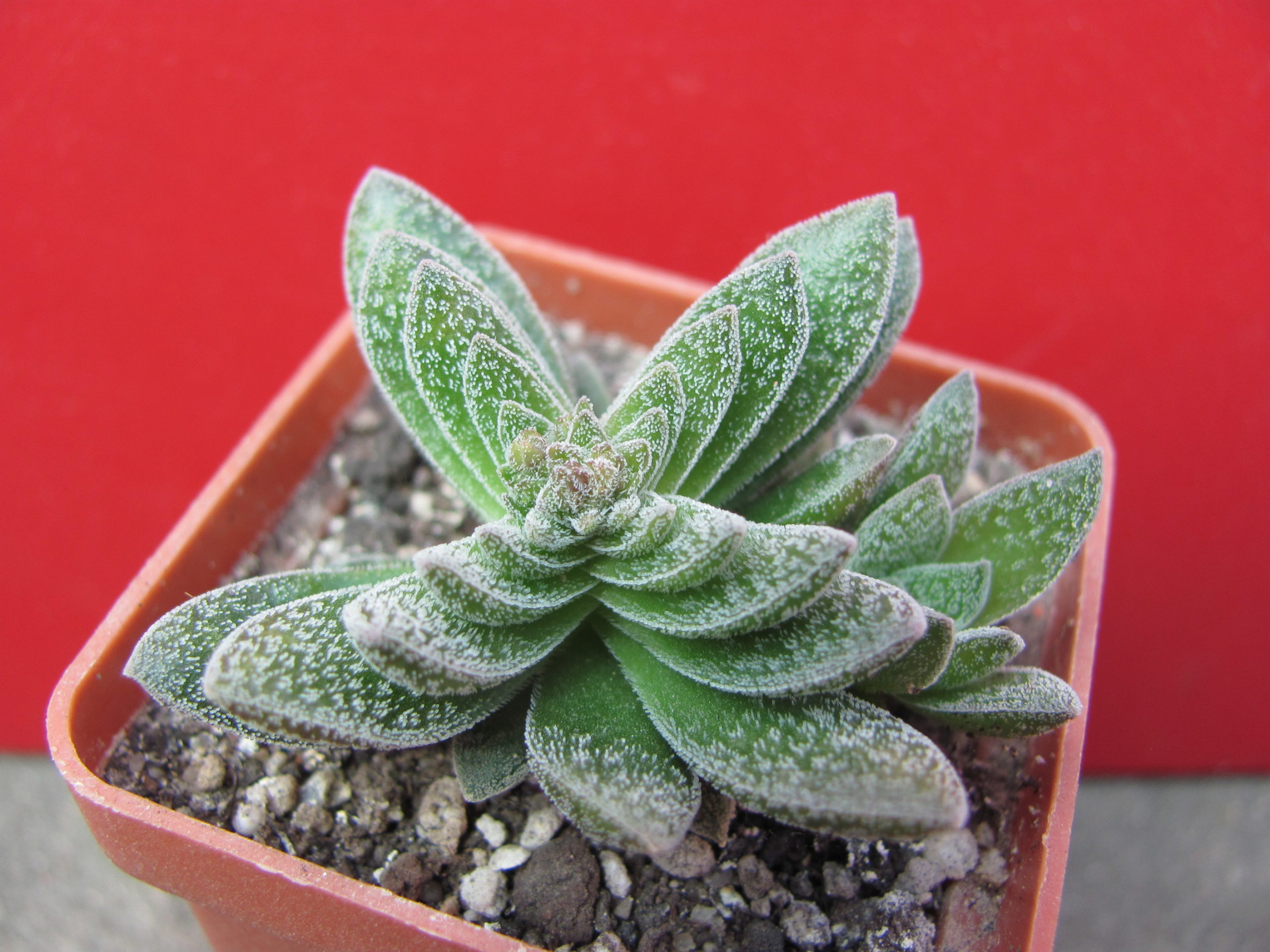 Crassula    Frosty