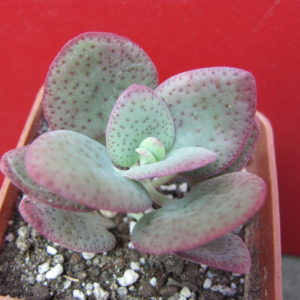 Crassula   cordata