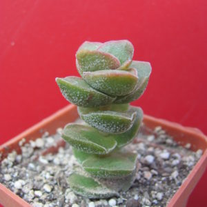 Crassula      *Jade   Tower*