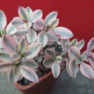 Crassula    volkensii   variegata