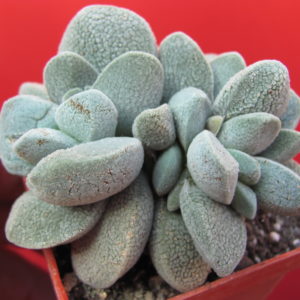 Crassula    tecta