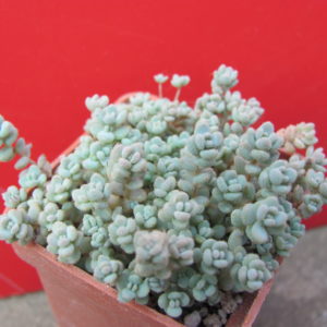 Sedum     dasyphyllum