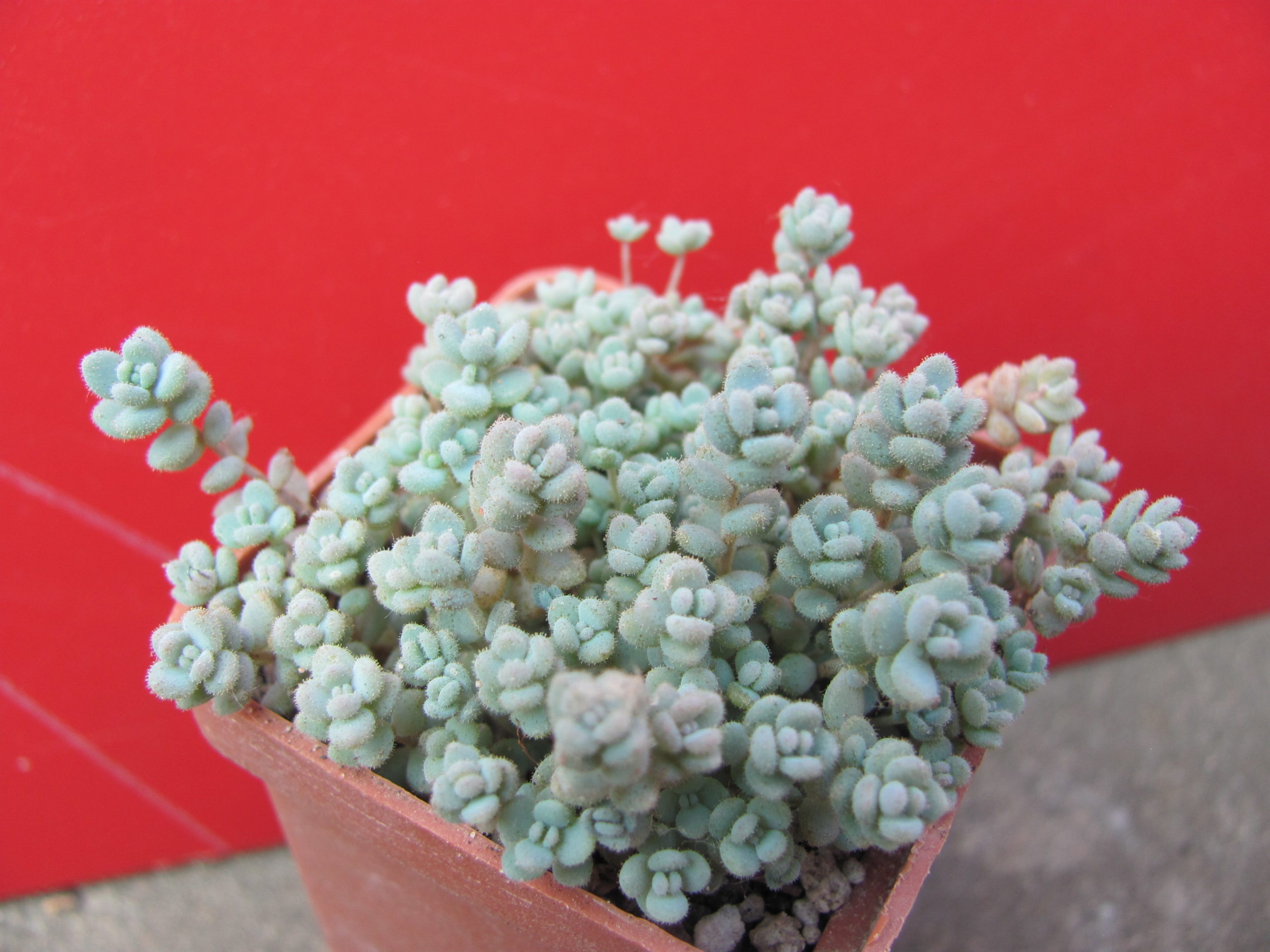 Sedum     dasyphyllum