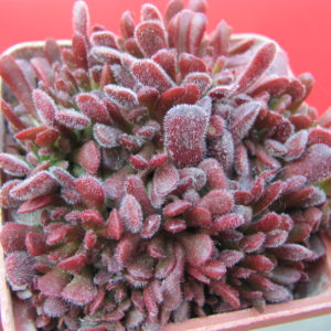 Crassula     pubescens