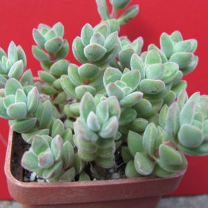 Crassula    velutina