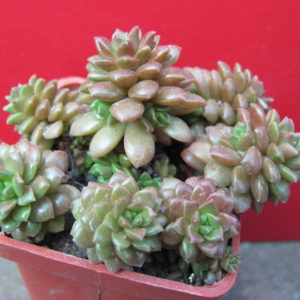 Cremnosedum     *Little   Gem*