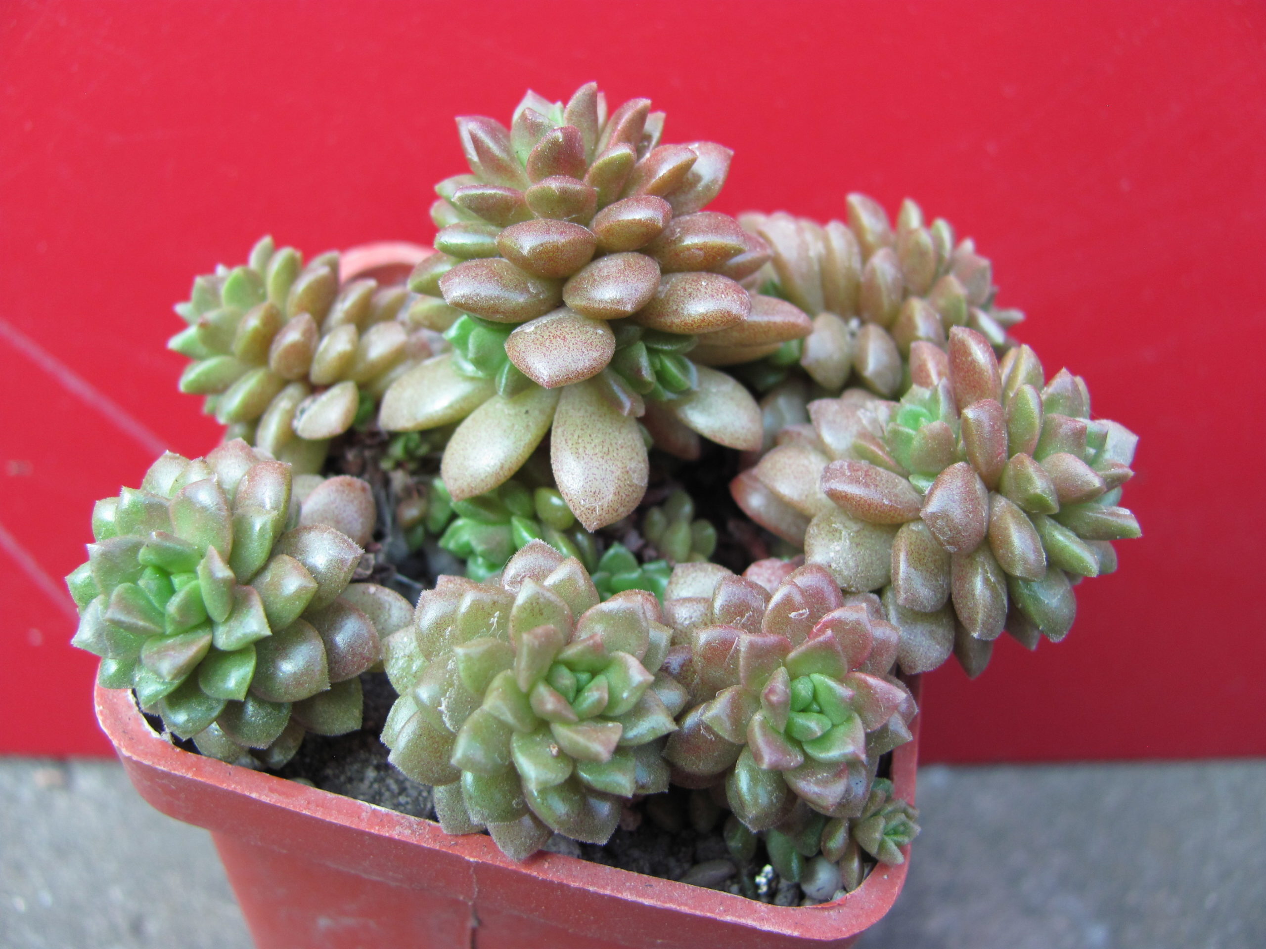 Cremnosedum     *Little   Gem*