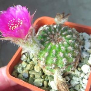 lobivia tiegeliana dimorphipetala