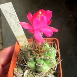 matucana paucicostata PP 5369.00